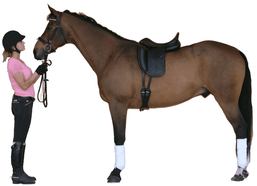 Equestrian Imports your fullservice online source for topquality